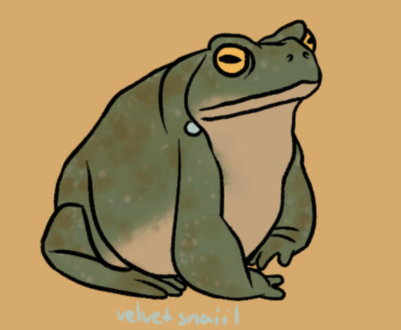 Toad